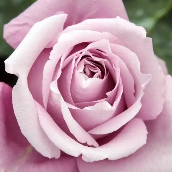 Violet - Trandafiri - Charles de Gaulle® - 